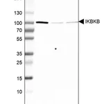 Merck Anti-IKBKB antibody produced in rabbit