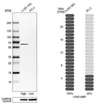 Merck Anti-IVNS1ABP antibody produced in rabbit