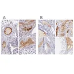 Merck Anti-KNG1 antibody produced in rabbit