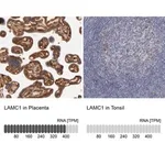 Merck Anti-LAMC1 antibody produced in rabbit