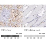 Merck Anti-KNG1 antibody produced in rabbit