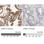 Merck Anti-LAMB1 antibody produced in rabbit