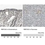 Merck Anti-RBFOX2 antibody produced in rabbit