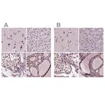 Merck Anti-RCOR3 antibody produced in rabbit