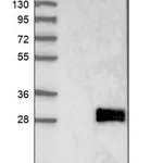 Merck Anti-KCNE4 antibody produced in rabbit