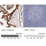 Merck Anti-LAMC1 antibody produced in rabbit