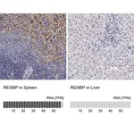 Merck Anti-RENBP antibody produced in rabbit