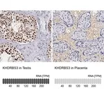 Merck Anti-KHDRBS3 antibody produced in rabbit