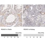 Merck Anti-RGAG1 antibody produced in rabbit