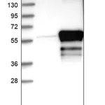 Merck Anti-RING1 antibody produced in rabbit