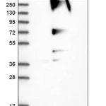 Merck Anti-RNF139 antibody produced in rabbit