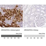 Merck Anti-ARHGAP36 antibody produced in rabbit