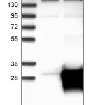 Merck Anti-RHOJ antibody produced in rabbit