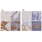 Merck Anti-RENBP antibody produced in rabbit