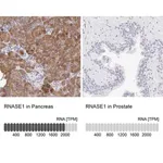 Merck Anti-RNASE1 antibody produced in rabbit