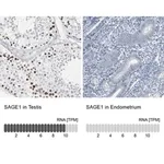 Merck Anti-SAGE1 antibody produced in rabbit