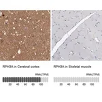 Merck Anti-RPH3A antibody produced in rabbit