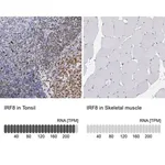 Merck Anti-IRF8 antibody produced in rabbit