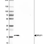 Merck Anti-RPLP1 antibody produced in rabbit