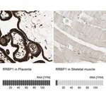 Merck Anti-RRBP1 antibody produced in rabbit