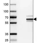 Merck Anti-RNF149 antibody produced in rabbit