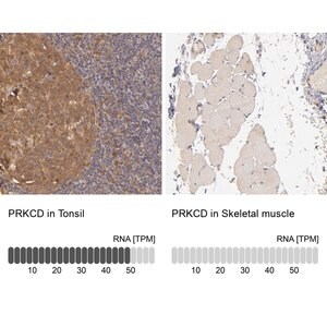 Merck Anti-PRKCD antibody produced in rabbit