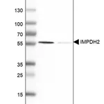 Merck Anti-IMPDH2 antibody produced in rabbit