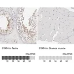 Merck Anti-STAT4 antibody produced in rabbit