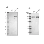 Merck Anti-STRN3 antibody produced in rabbit