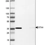 Merck Anti-STX4 antibody produced in rabbit