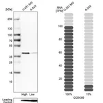 Merck Anti-CCDC50 antibody produced in rabbit