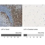 Merck Anti-LAT antibody produced in rabbit