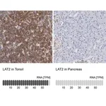 Merck Anti-LAT2 antibody produced in rabbit