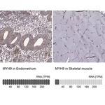 Merck Anti-MYH9 antibody produced in rabbit