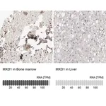 Merck Anti-MXD1 antibody produced in rabbit