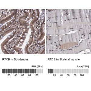Merck Anti-RTCB antibody produced in rabbit