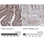 Merck Anti-RTCB antibody produced in rabbit