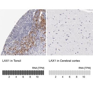 Merck Anti-LAX1 antibody produced in rabbit