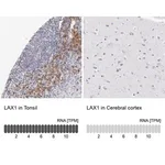 Merck Anti-LAX1 antibody produced in rabbit