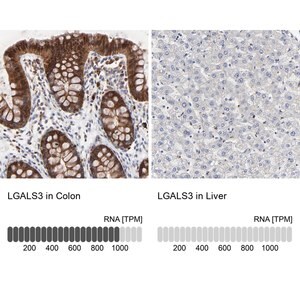 Merck Anti-LGALS3 antibody produced in rabbit