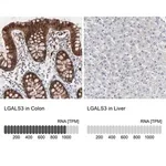 Merck Anti-LGALS3 antibody produced in rabbit