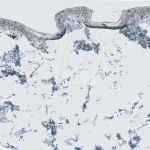 Merck Anti-CERS3 antibody produced in rabbit