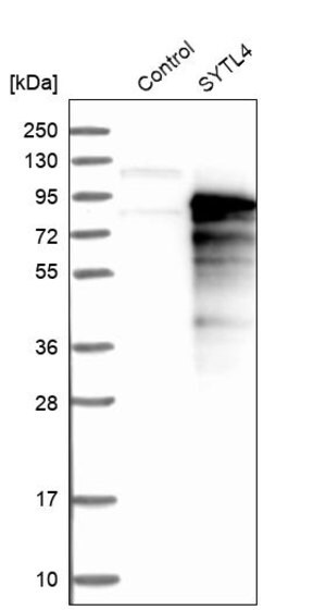 Merck Anti-SYTL4 antibody produced in rabbit