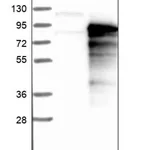 Merck Anti-SYTL4 antibody produced in rabbit
