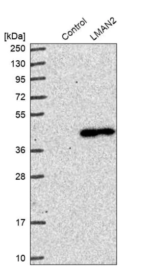 Merck Anti-LMAN2 antibody produced in rabbit