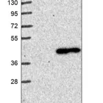 Merck Anti-LMAN2 antibody produced in rabbit