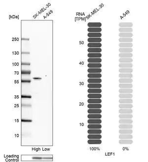 Merck Anti-LEF1 antibody produced in rabbit
