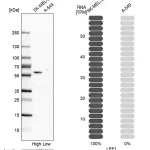 Merck Anti-LEF1 antibody produced in rabbit