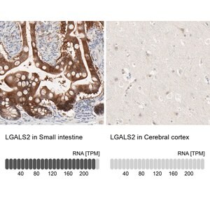 Merck Anti-LGALS2 antibody produced in rabbit