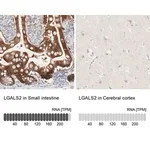 Merck Anti-LGALS2 antibody produced in rabbit